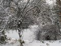 more snow nov 2019 011